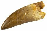 Serrated Carcharodontosaurus Tooth - Huge Dinosaur Tooth #314868-1
